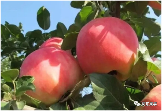 苹果树|2021年春季畅销苹果树品种推荐和对比