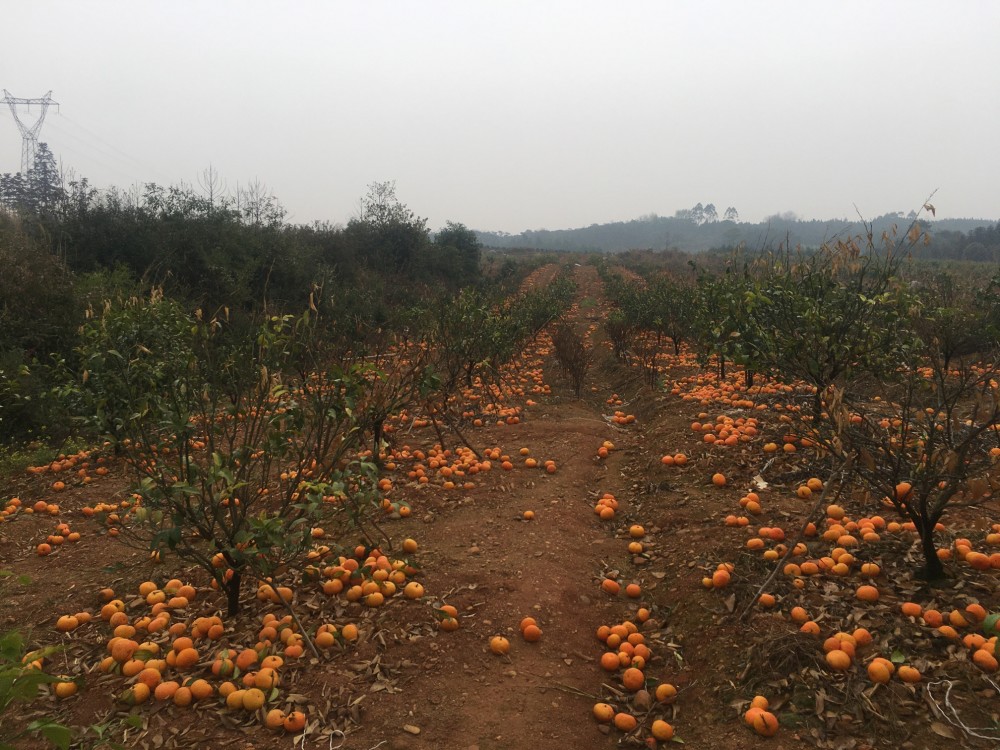 果农|为何很多果农会把冻伤的沃柑摘下来扔掉，这么做有何好处？