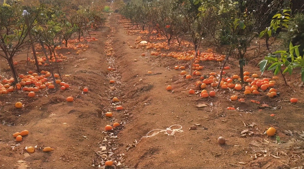 果农|为何很多果农会把冻伤的沃柑摘下来扔掉，这么做有何好处？