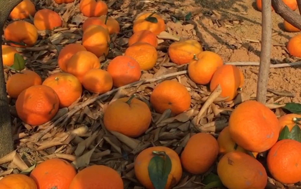 果农|为何很多果农会把冻伤的沃柑摘下来扔掉，这么做有何好处？