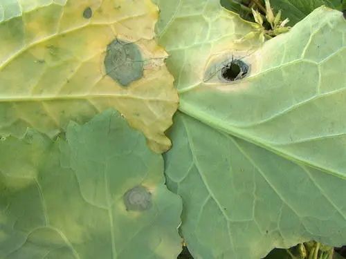 油菜菌核病发生及防治意见