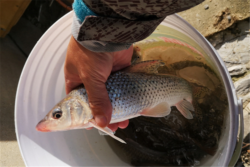 春季野钓花骨鱼,核心技巧就是调漂,用这种调漂方法,鱼儿连竿上