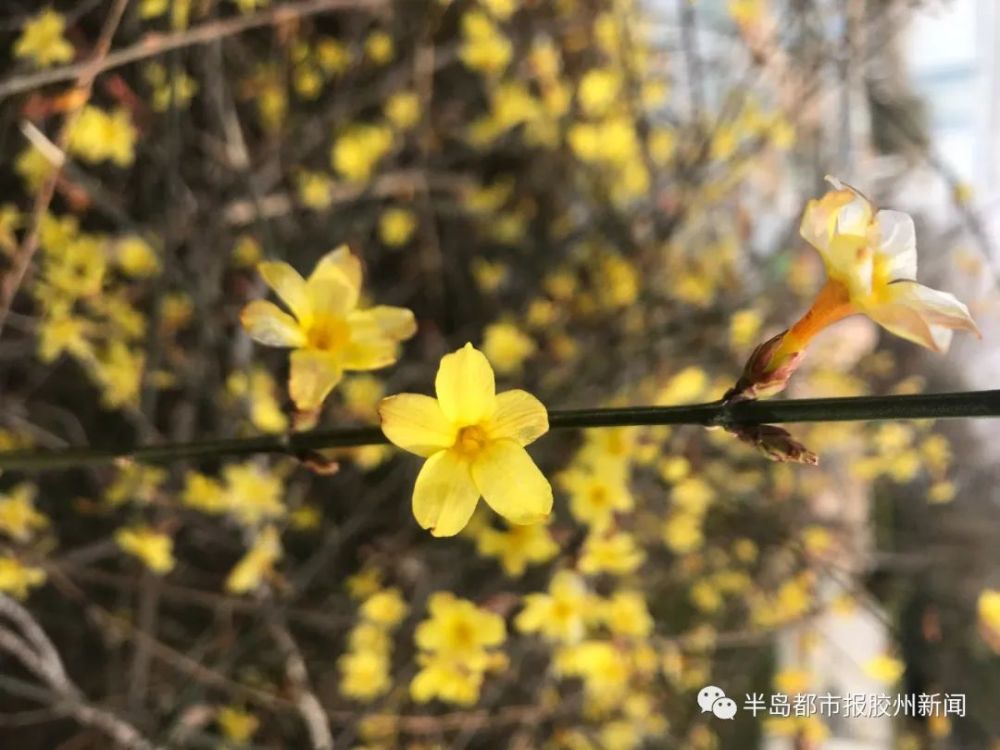 春风渐暖花渐开胶州迎春花 玉兰花竞相开放惹人驻足 腾讯新闻