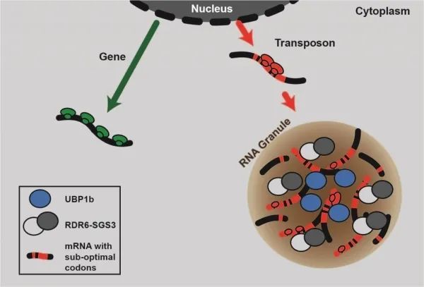 科學家揭示活躍轉座子識別及表觀沉默機制|sirna|rna|細胞|轉座子