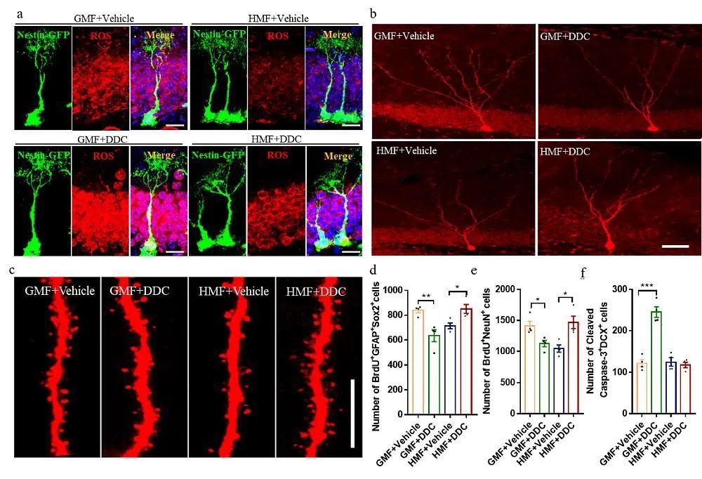naturecommunications亚磁场暴露减弱小鼠成体海马神经发生和认知功能