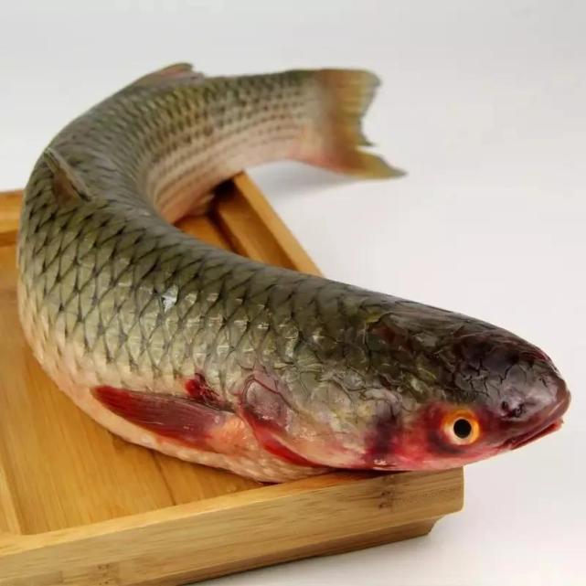 吃了开凌梭鲜得没话说说一说我山东半岛早春时节的梭鱼又叫鮻鱼