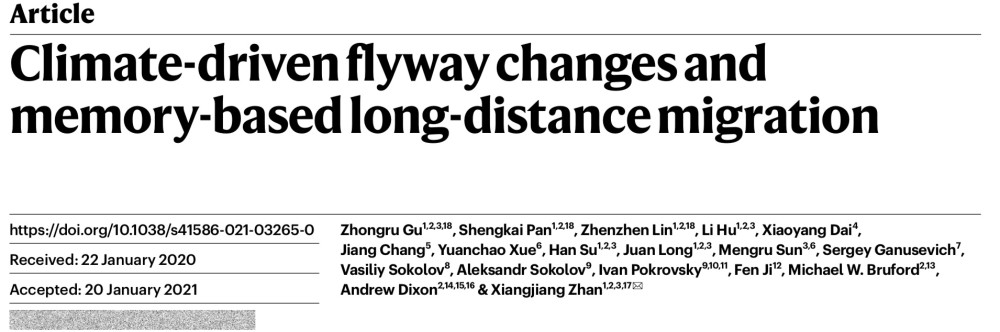 游隼|给56只游隼绑上卫星跟踪设备，中国团队揭开它们迁徙秘密