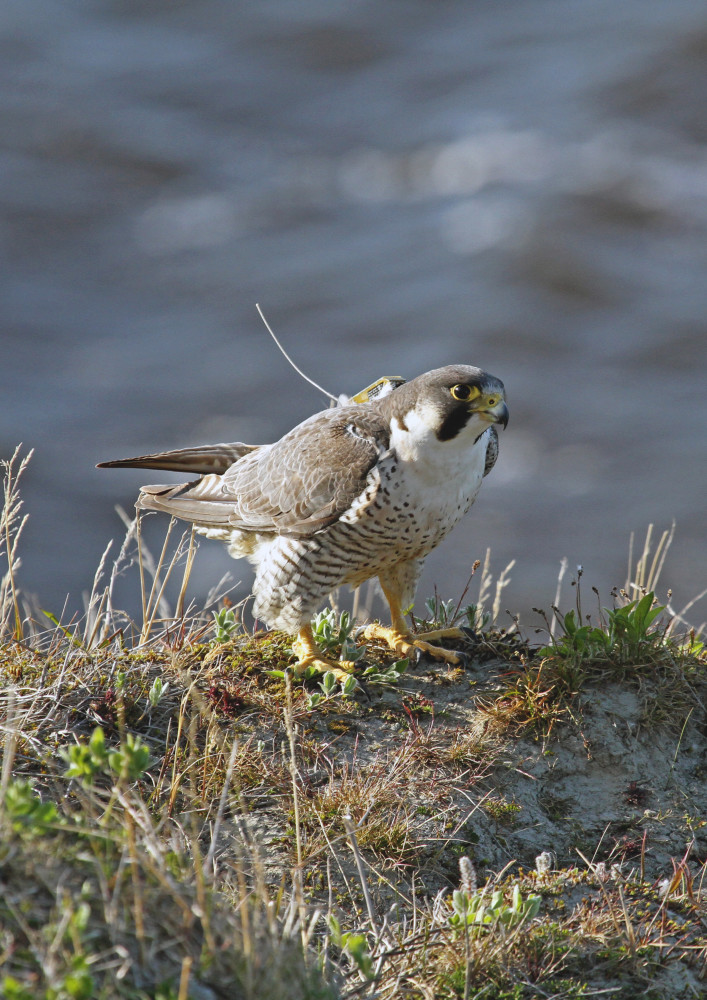 游隼|给56只游隼绑上卫星跟踪设备，中国团队揭开它们迁徙秘密