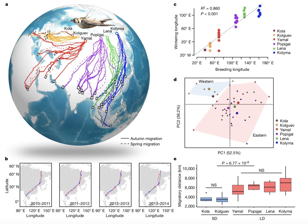 游隼|给56只游隼绑上卫星跟踪设备，中国团队揭开它们迁徙秘密