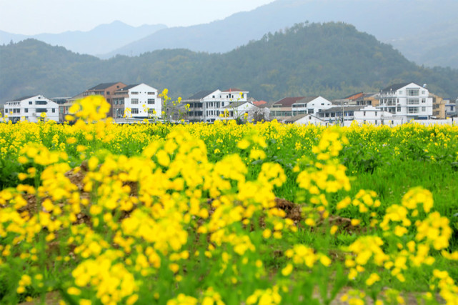 4000余亩油菜花目前主要分布在该区藤桥镇,山福镇,仰义街道和七都街道