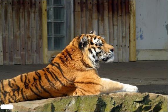 再过2天 属虎人一辈子最大的贵人来找你了 3月变 金 虎 腾讯网