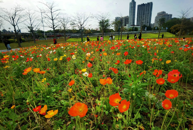 虞美人绽放!广州这片多彩花海,可把城市"最高"建筑作拍摄背景