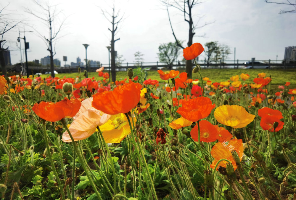 虞美人绽放!广州这片多彩花海,可把城市"最高"建筑作拍摄背景