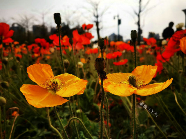 虞美人绽放!广州这片多彩花海,可把城市"最高"建筑作拍摄背景