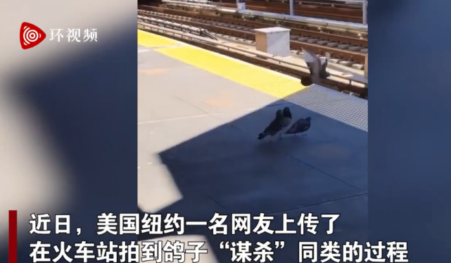 谋杀网友拍到两鸽子把同类推下铁轨下秒火车疾驰而过