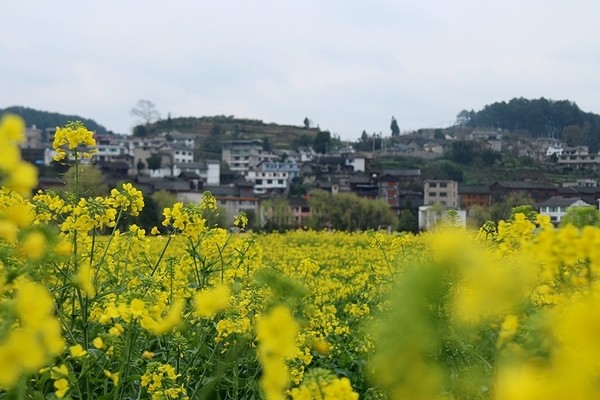 开阳底窝坝油菜花图片