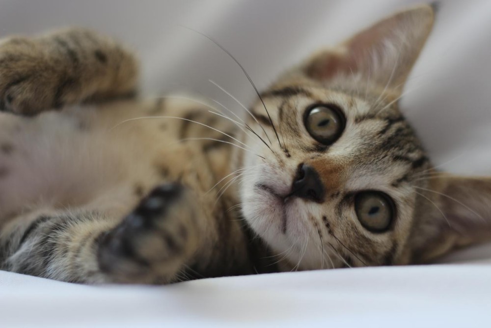 过敏性咳嗽|过敏性咳嗽危害大，看看这些危害，宝妈们知道吗？