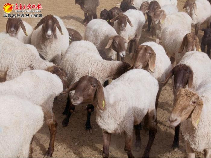 新疆多浪羊品种选育推广技术体系全面启动