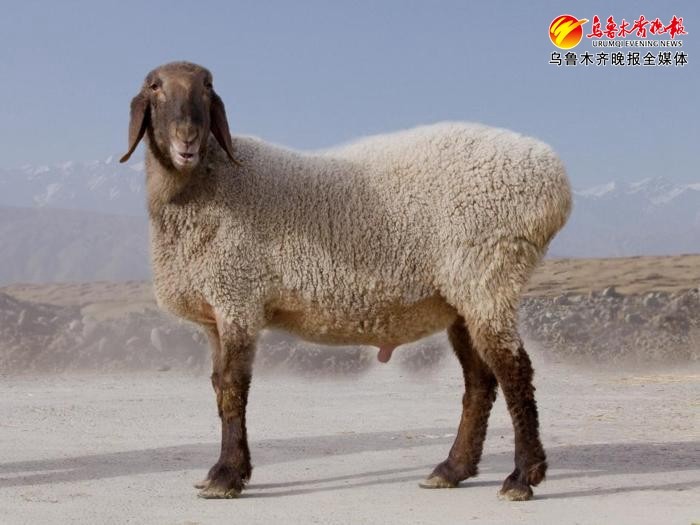 新疆麦盖提羊图片