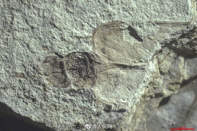 蟑螂|【3月4日】神评论：偷油婆的亲戚还是偷油婆