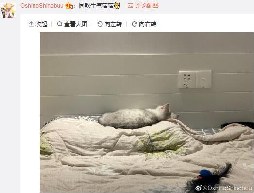 蟑螂|【3月4日】神评论：偷油婆的亲戚还是偷油婆