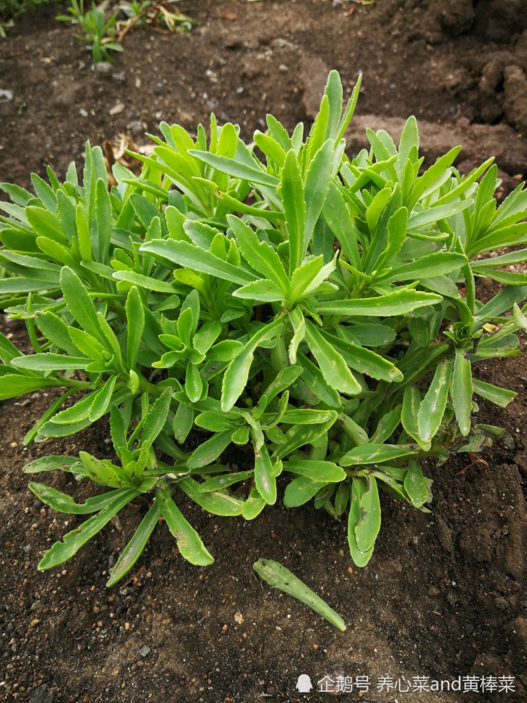 富碳高钙养心菜——日常饮食"高钙之王"!_腾讯新闻