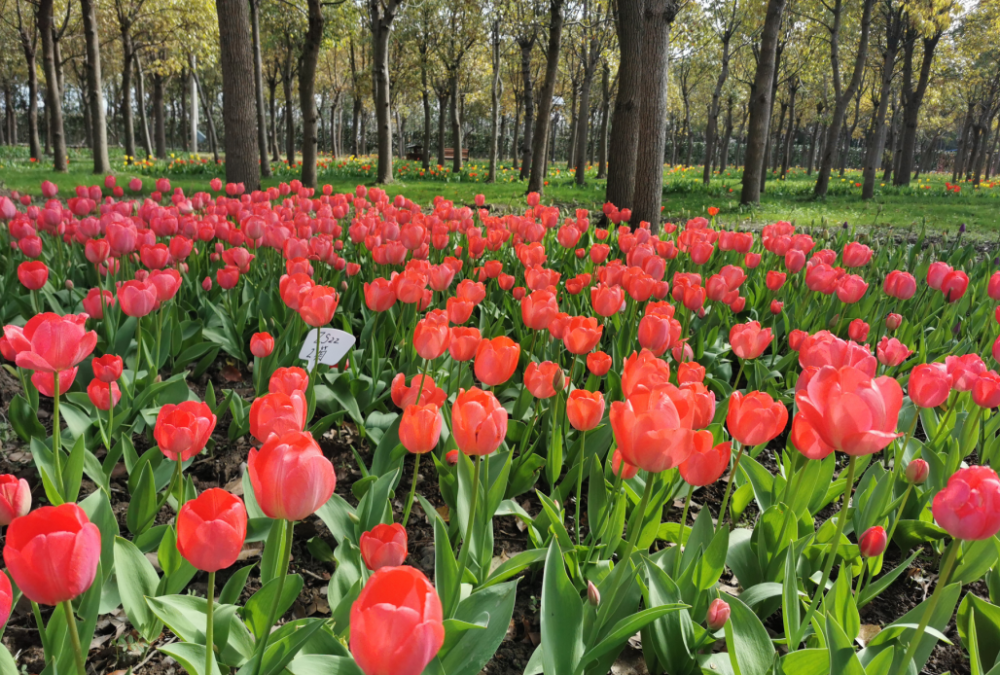 郁金香文化节3月15日将在崇明虹桥花乡开幕大波美图请查收