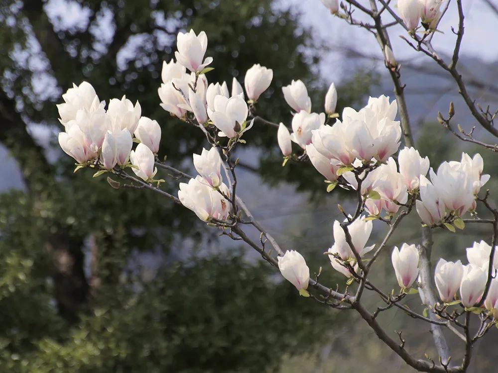 野菜|春季记得“吃春”，这4种花类野菜别错过，最后一种农村随处可见