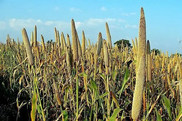 田成方、周立刚：古代中国北方粮食种植的历史变迁_腾讯新闻