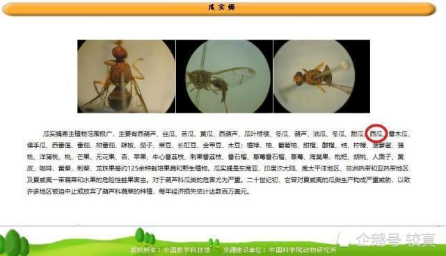 西瓜|西瓜里吃出白色蛆虫？这事有可能，但很少见