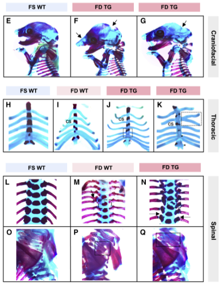 叶酸|新研究发现：备孕男性也需要补充叶酸，有利于新生儿的健康