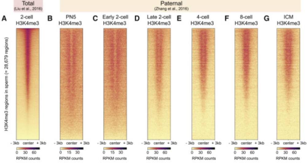 叶酸|新研究发现：备孕男性也需要补充叶酸，有利于新生儿的健康