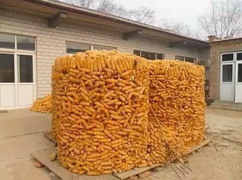 玉米|雨雪交加气温升高，防止玉米霉变，这三招得记牢！