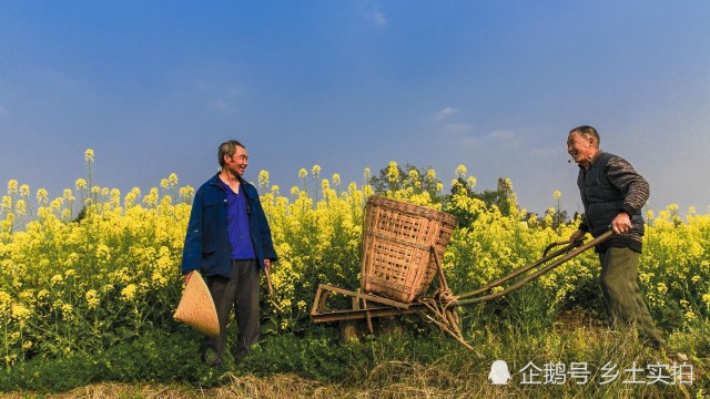 城里人你还坐得住吗快来湖北黄冈农村踏青油菜花开得阳光灿烂