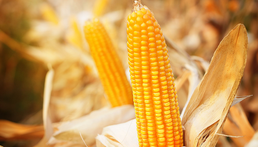 玉米|玉米替代必须重点关注肠道健康