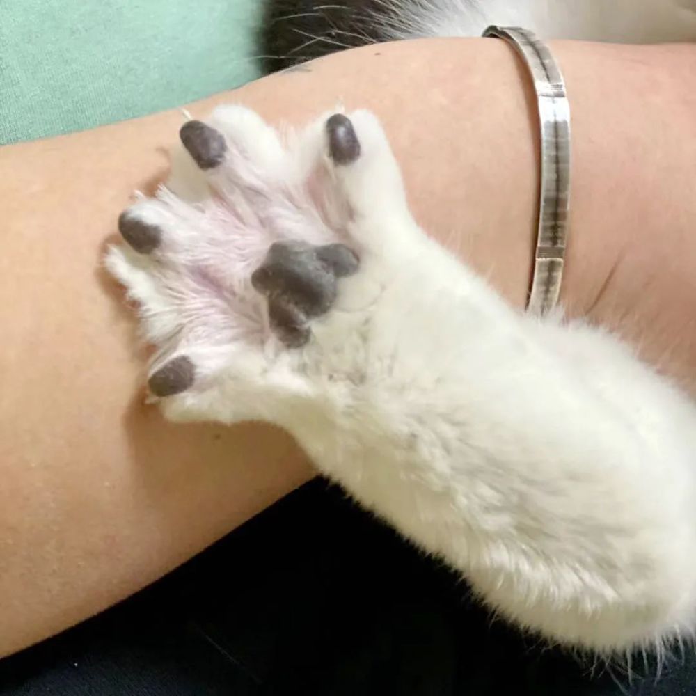 一张图看猫咪爪垫就了解ta的性格