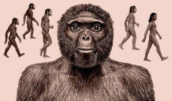 始祖地猿图片