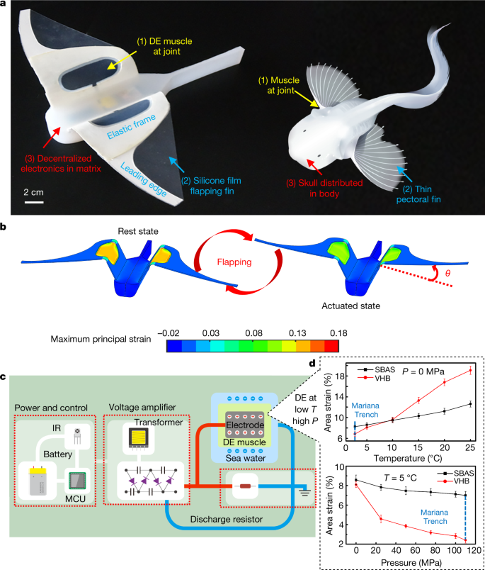 马里亚纳海沟|浙大机器鱼登上Nature封面：深入万米马里亚纳海沟，里程碑式突破
