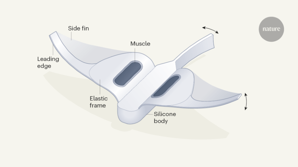 马里亚纳海沟|浙大机器鱼登上Nature封面：深入万米马里亚纳海沟，里程碑式突破