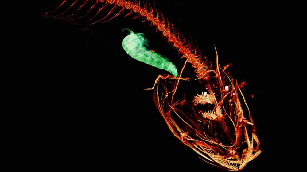 马里亚纳海沟|浙大机器鱼登上Nature封面：深入万米马里亚纳海沟，里程碑式突破