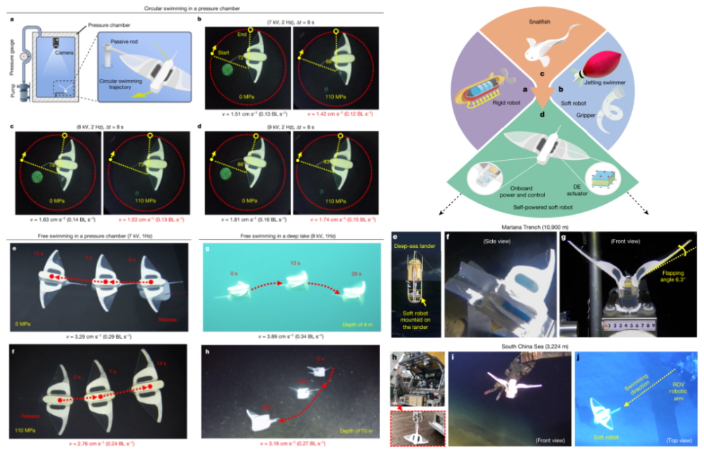 马里亚纳海沟|浙大机器鱼登上Nature封面：深入万米马里亚纳海沟，里程碑式突破