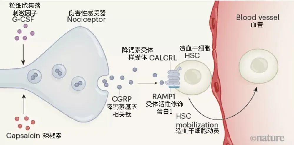 造血干细胞|吃辣除了爽，还能动员造血干细胞！｜Nature