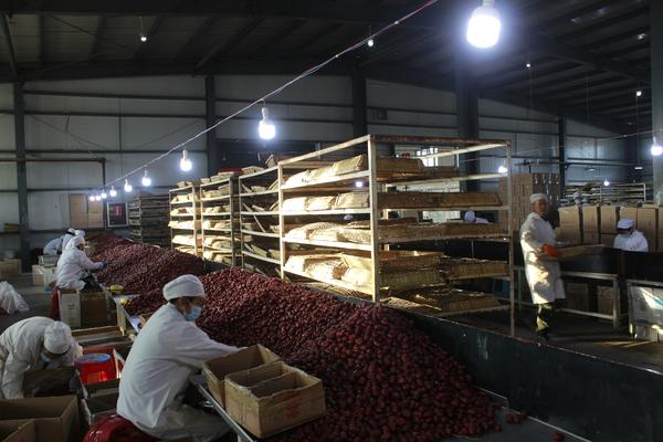 红枣|枣中贵族-昆仑山和田玉枣