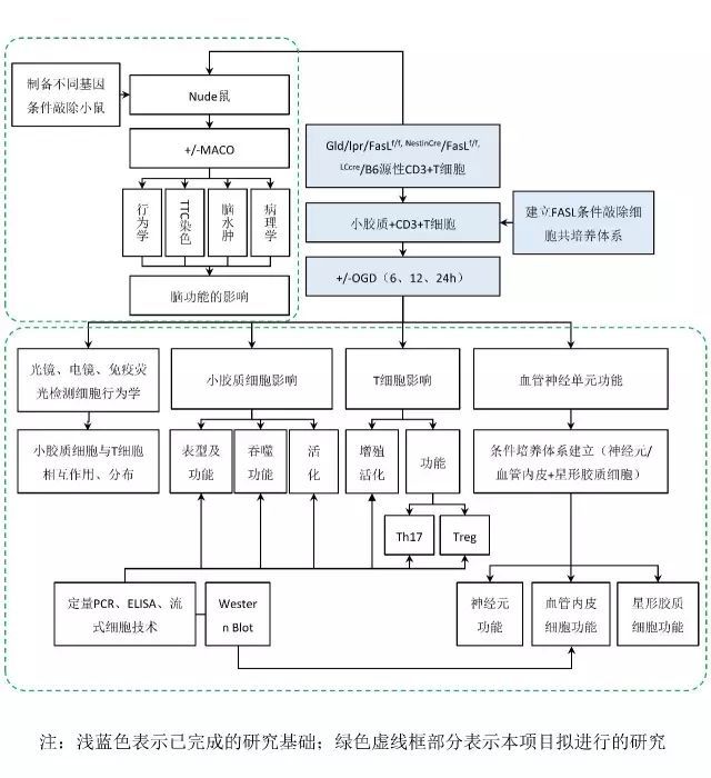 國自然的技術路線圖用ppt試試