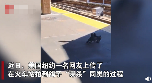 两只鸽子将同伴推下铁轨有人拍到谋杀全过程网友看呆了