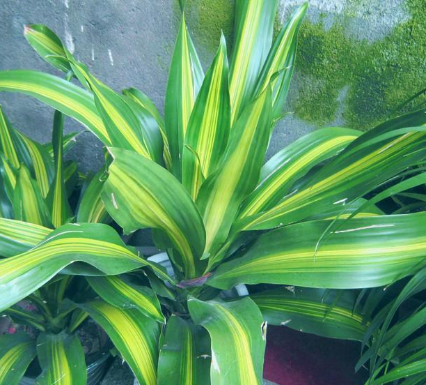 民间草药万年青根