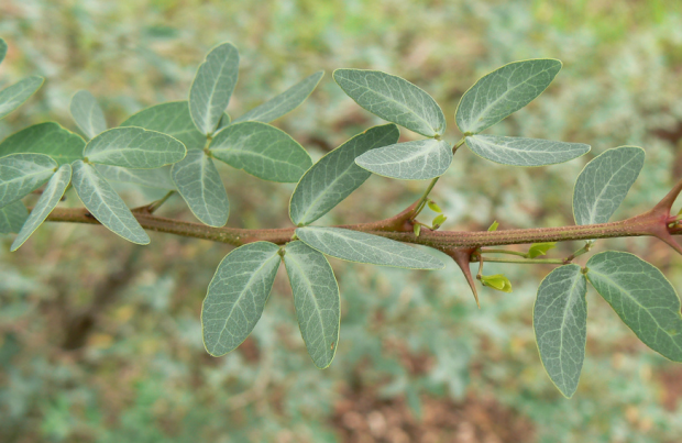 荒野维生野菜系列——牛蹄豆