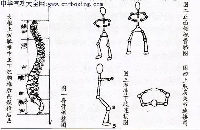 人體脊椎骨下端末梢亦稱尾吐納垂吊也需靠它