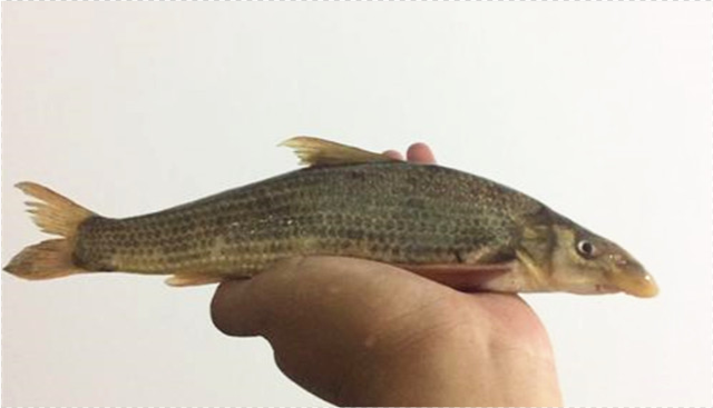 黄河鸽子鱼的尴尬成为一级保护鱼类却难觅活体无人认识