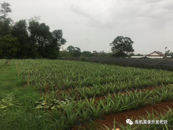 台湾凤梨暂时吃不到了 但国内还有众多凤梨 如何选择 腾讯新闻